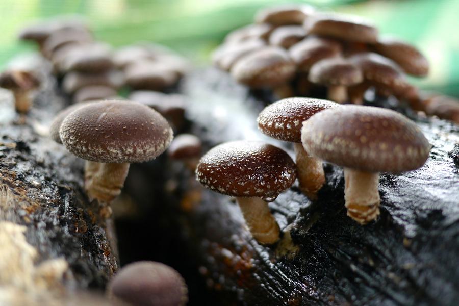 Supercibi: i benefici dei funghi shiitake