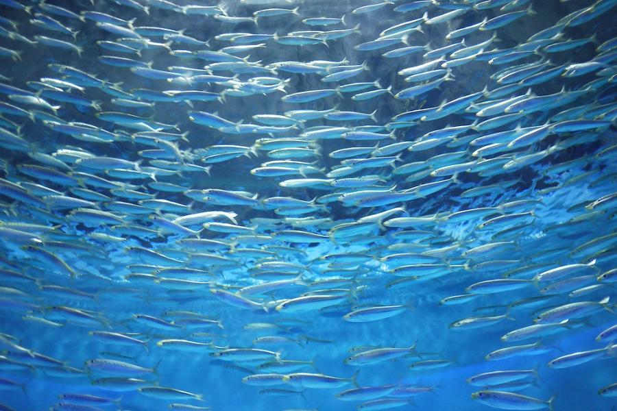 I segreti del pesce di mare: perché fa tanto bene?