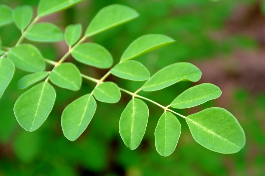 Moringa: proprietà e usi della pianta “miracolosa”